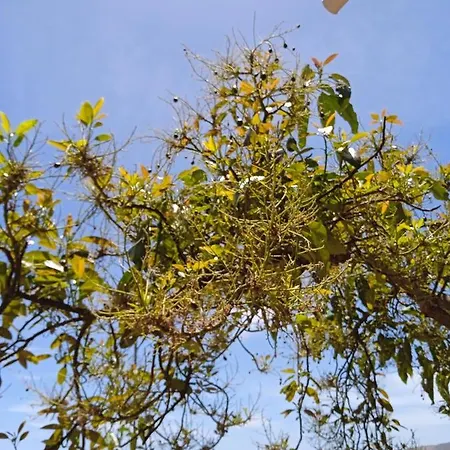 別荘 Mar De Flores