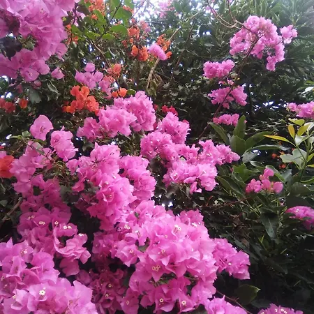 Mar De Flores *