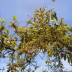 Σπίτι διακοπών Mar De Flores
